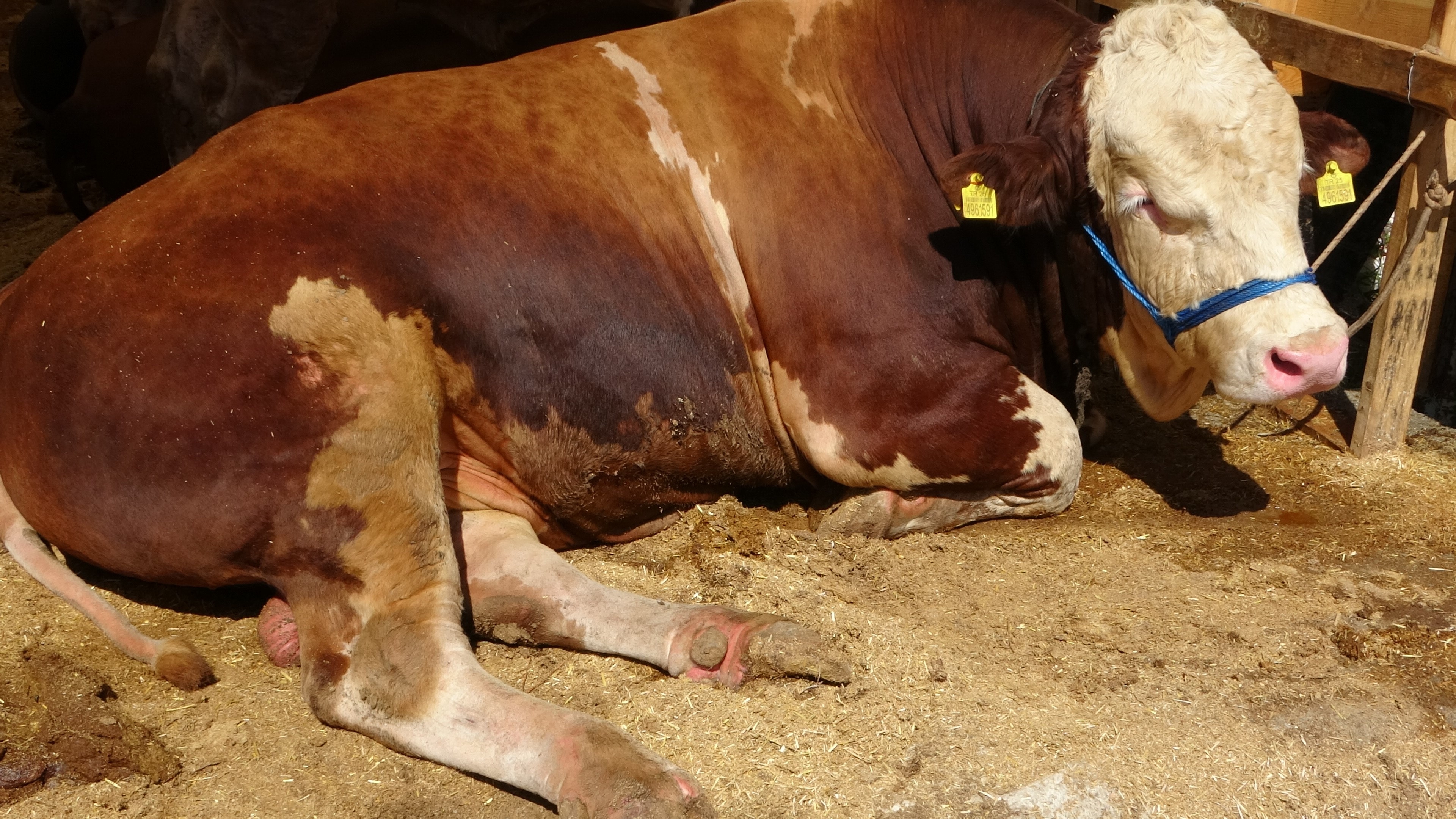 Riesenwettbewerb auf dem Opfermarkt in Sultanbeyli: „Champion“ und „Kaiser“ stehen sich gegenüber (Mit Fotos) Halit Arslan - İzzet A