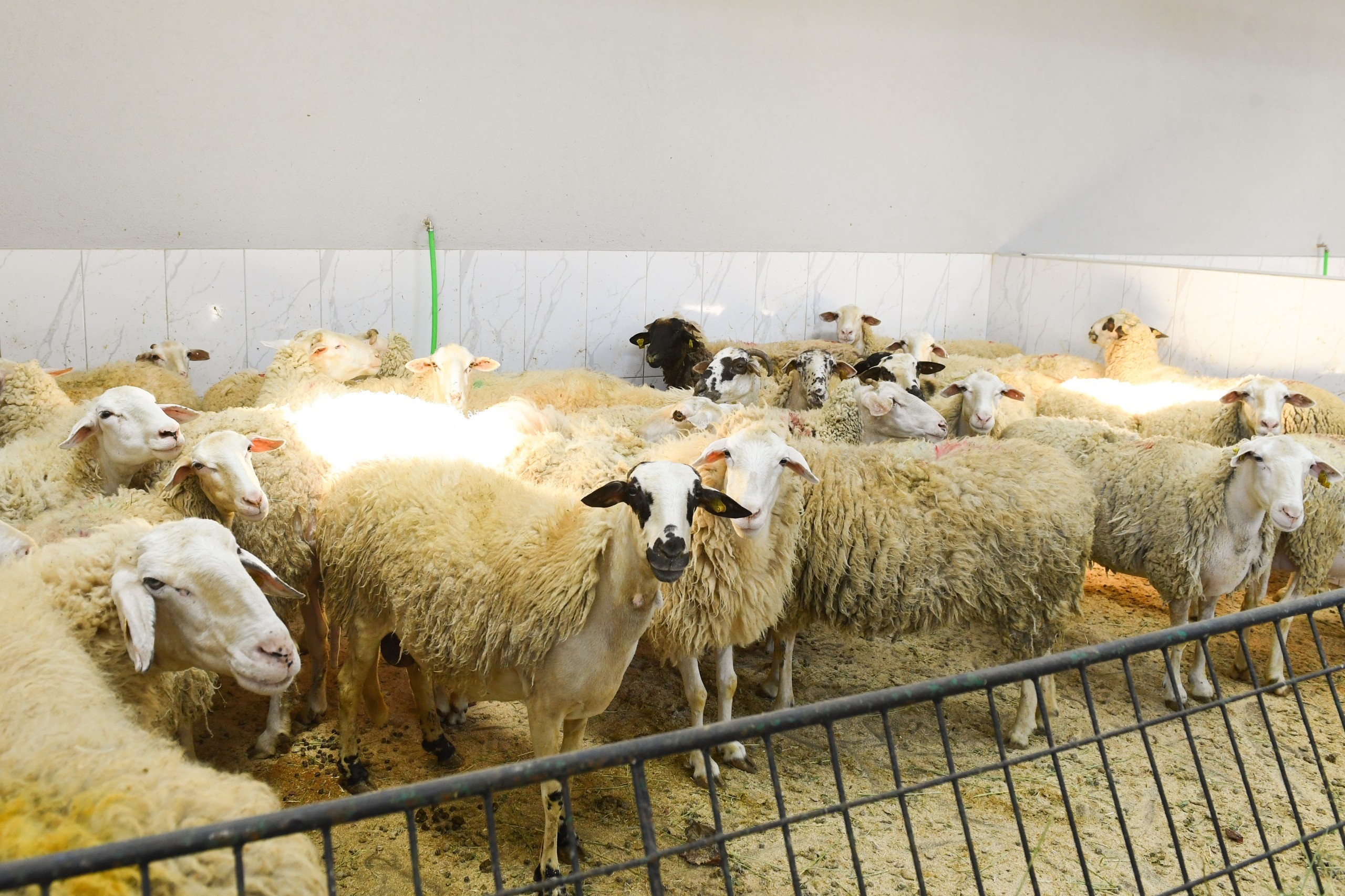 Qurban-Verkaufs- und Schlachtbereiche in Şişli inspiziert