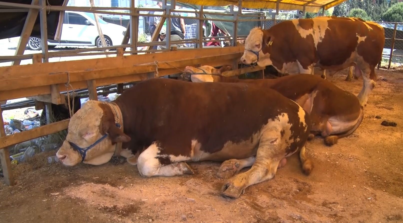 Am zweiten Tag des Eid in Esenyurt wurden Opfertiere in großer Zahl verkauft