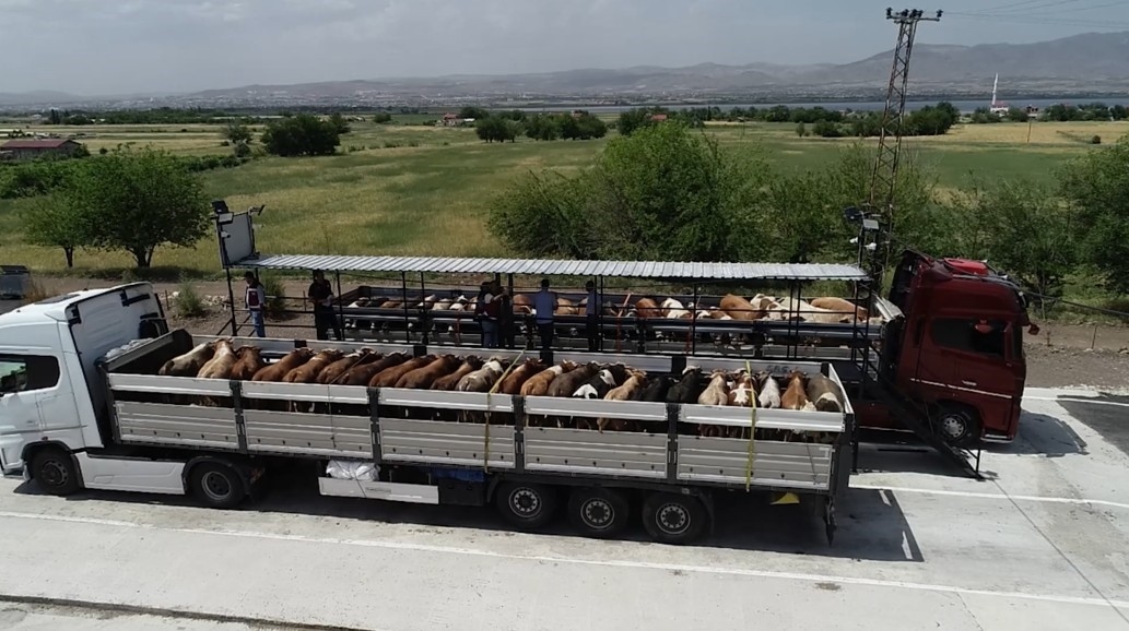 Minister Yumaklı: "Onze producenten die hun dieren niet naar offermarkten kunnen sturen om ze te verkopen,