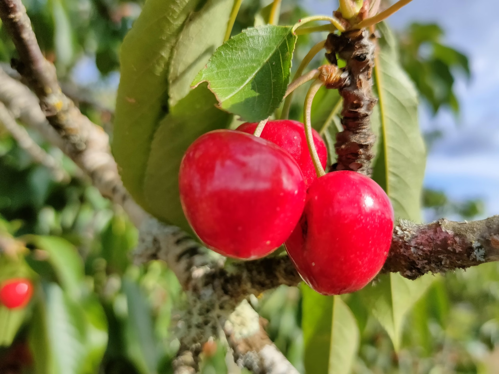 Il Politecnico da Guarda trasformerà ciliegie, pesche e mirtilli in integratori alimentari