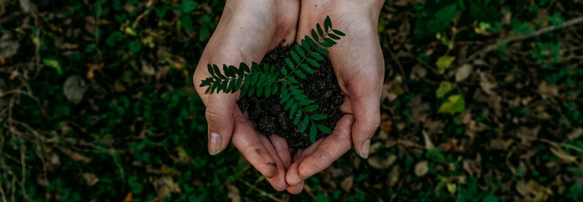 Il CCDR Algarve rafforza l'impegno per la biodiversità e la sostenibilità in occasione della Giornata mondiale dell'ambiente