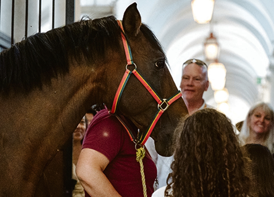El Lusitano es uno de los caballos más bellos del mundo y vale un millón