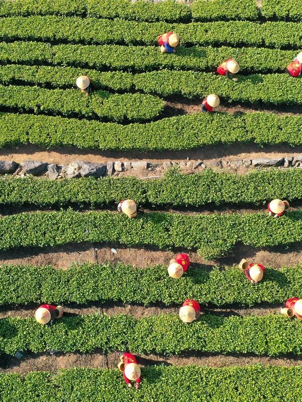 For tea producers, the EU plays a minor role as an export area.