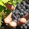 Zanim szampan wypłynie z butelki na specjalną okazję, konieczne jest przeprowadzenie winobrania.