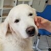 In the Ruhr area, a therapy dog helps Parkinson’s patients.