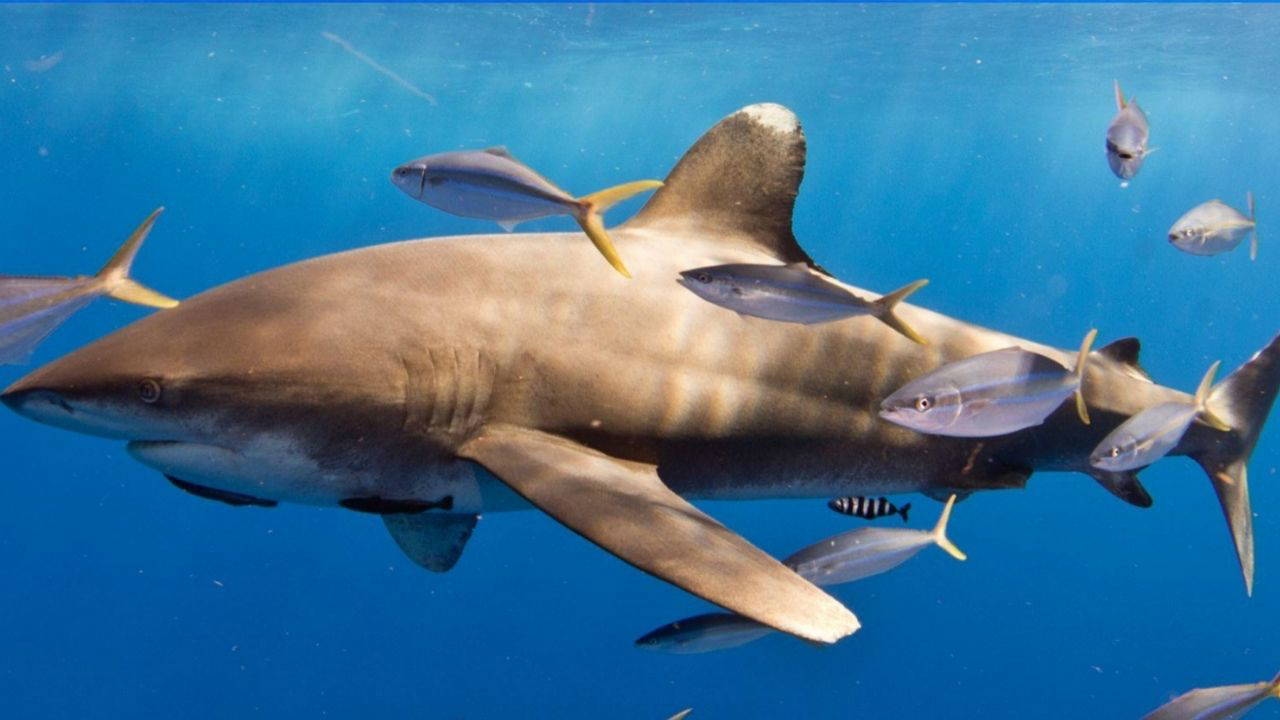 L'action qui a surpris les scientifiques : les requins partagent leur nourriture