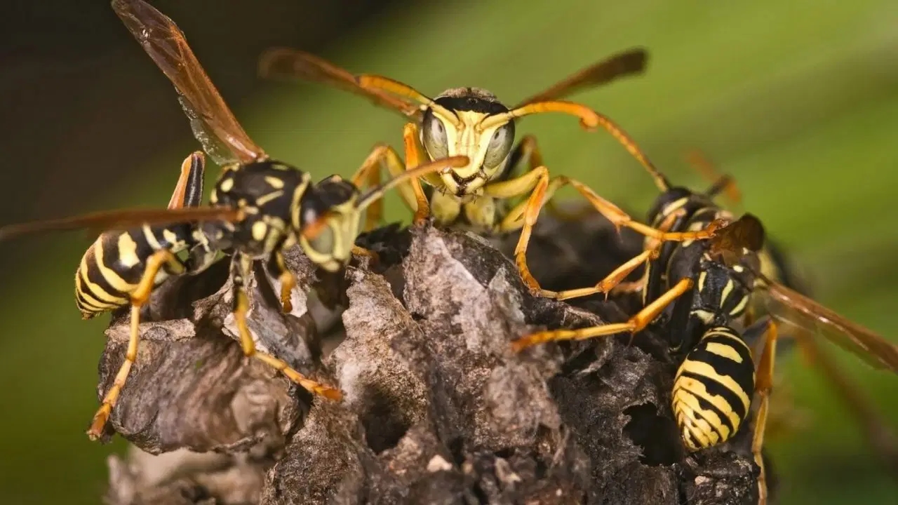 Radioaktives Bienennest auf ehemaligem Atomwaffentestgelände entdeckt