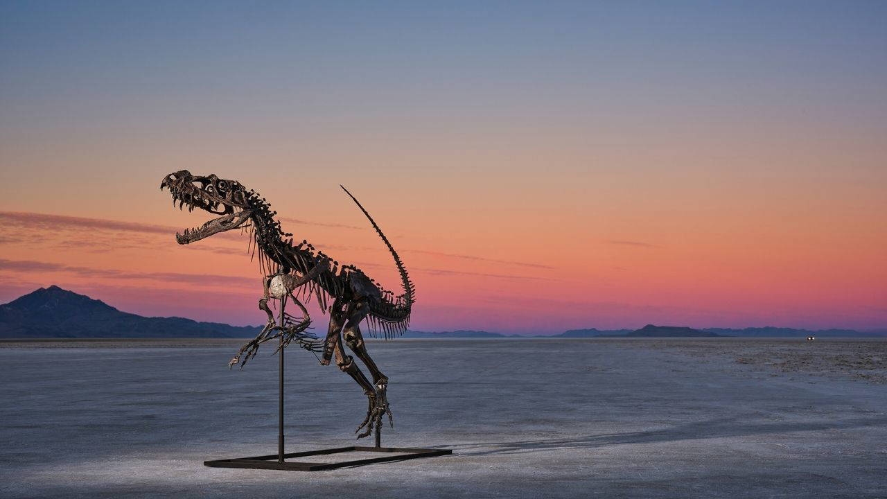 Million-dollar rare artifacts up for auction