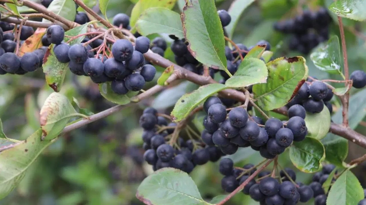 Es wurde festgestellt, dass Aronia den Blutzucker ausgleicht
