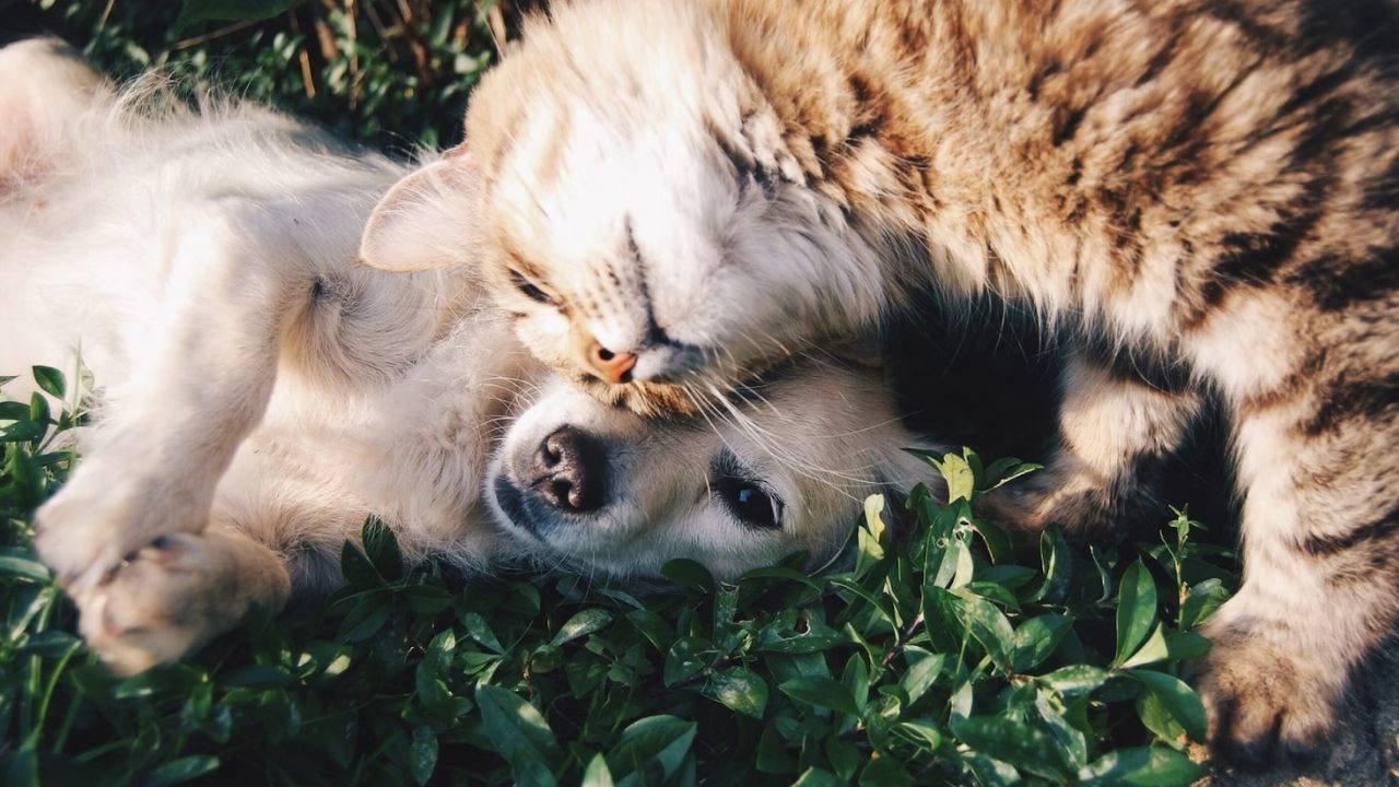 Les chercheurs explorent des moyens de communiquer avec les animaux