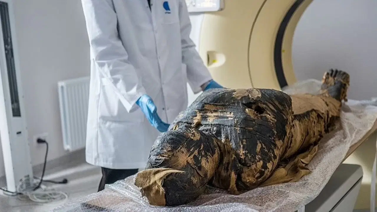 Oude paddenstoel hoopt op kankerbehandeling: ‘Mummievloek’ kan weg vrijmaken voor nieuwe medicijnen