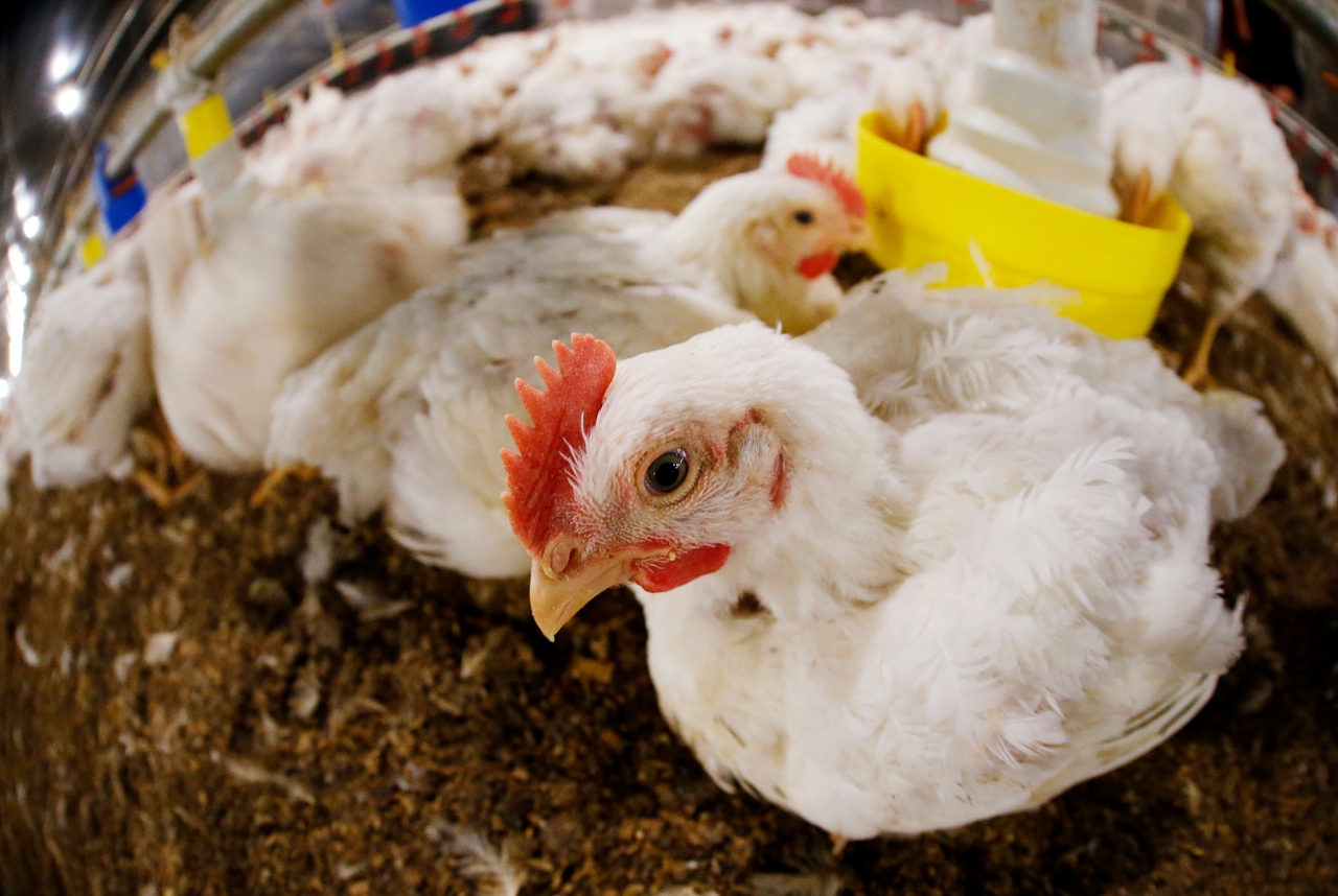 Brasil investiga 20 casos suspeitos de gripe aviária, diz Ministério da Agricultura