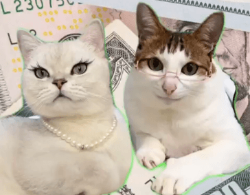 Government even uses “kitten meme” to try to guarantee an increase in IOF