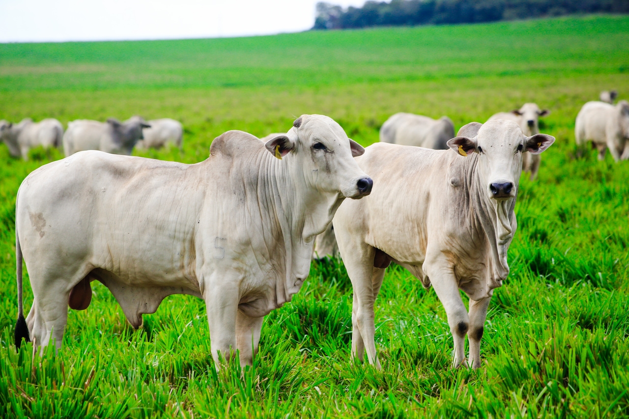 Die Landwirtschaft ist der Sektor, der am stärksten von Trumps Zollerhöhung betroffen ist