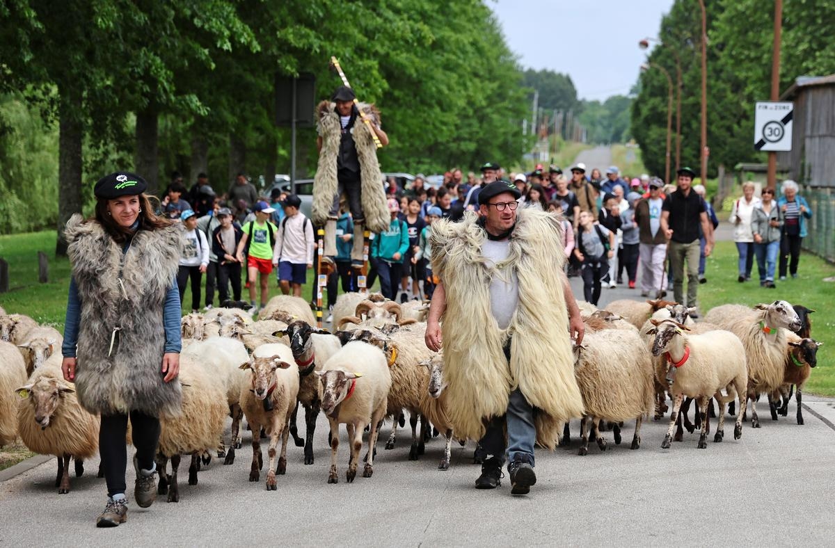 “Landes geleneklerini aktarmak şart”: Marsan'da göç için 75 koyun ve onlarca yürüyüşçü