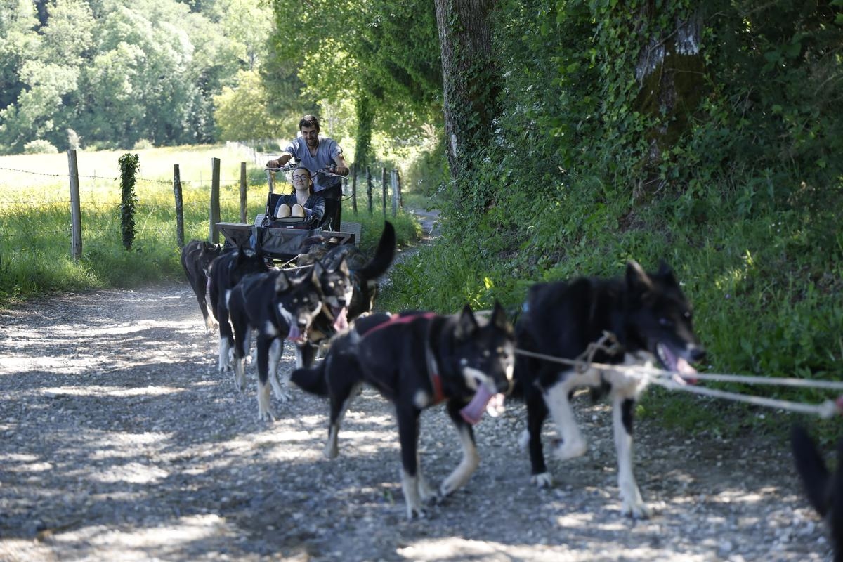 Vídeo. Dordoña: Un musher profesional ofrece experiencias de trineo tirado por perros.