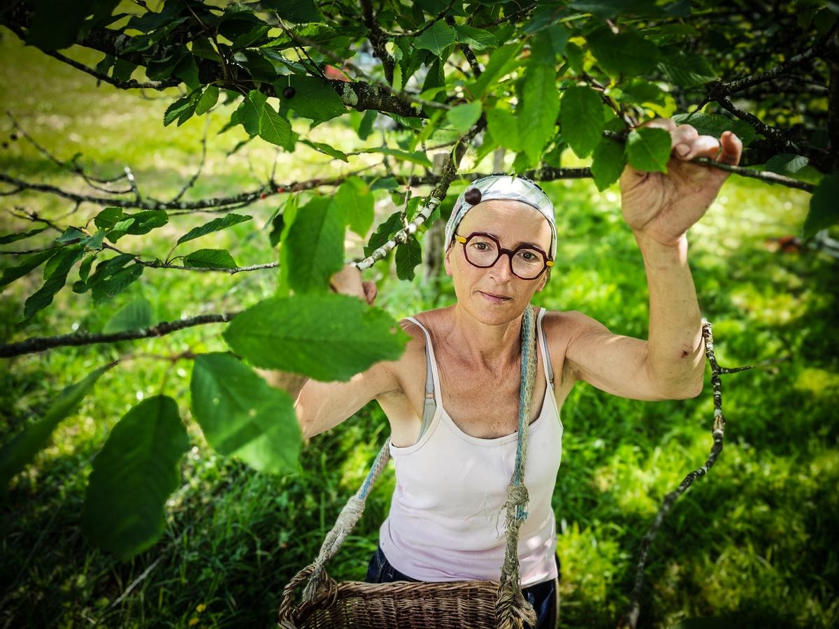 “It will be one of the best years”: how are the Itxassou cherries doing in the Basque Country?