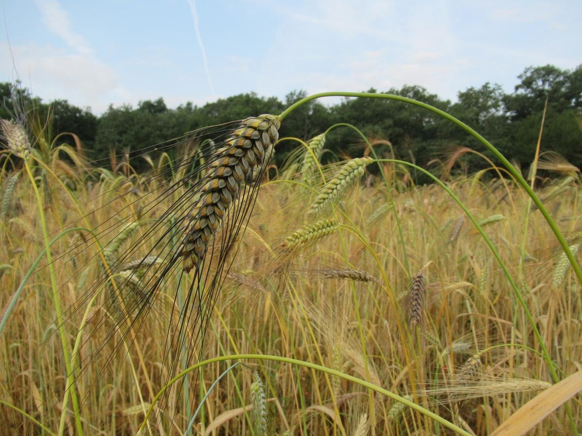 Casseneuil: the revival of ancient wheat is well worth celebrating