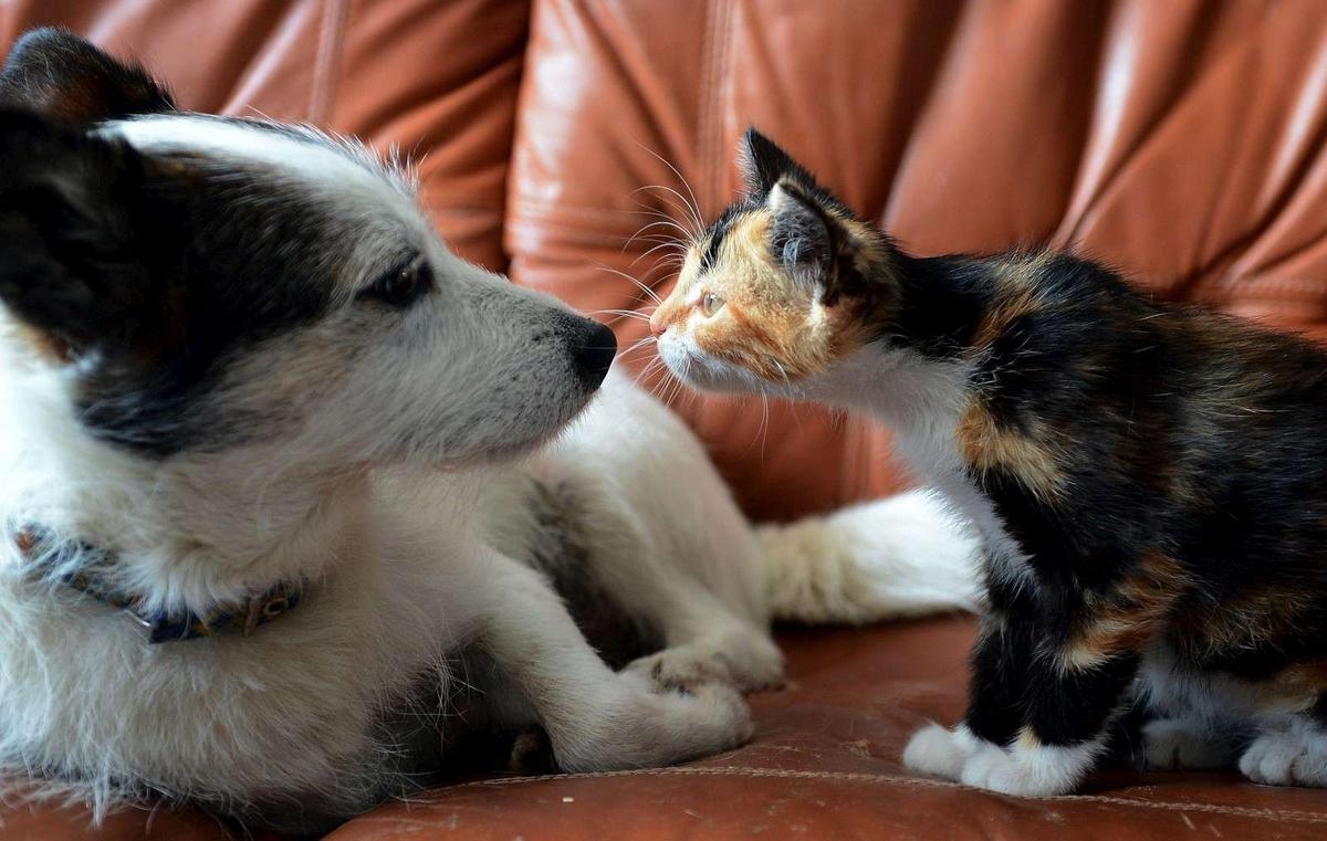 Animal welfare: how Europe plans to regulate dog and cat breeding in the face of rising trafficking