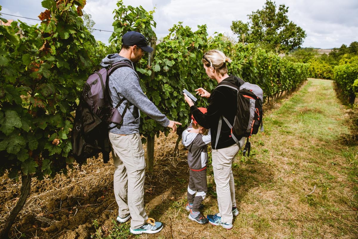 Wijntoerisme: vijf onmisbare uitstapjes in de wijngaarden van Bergerac