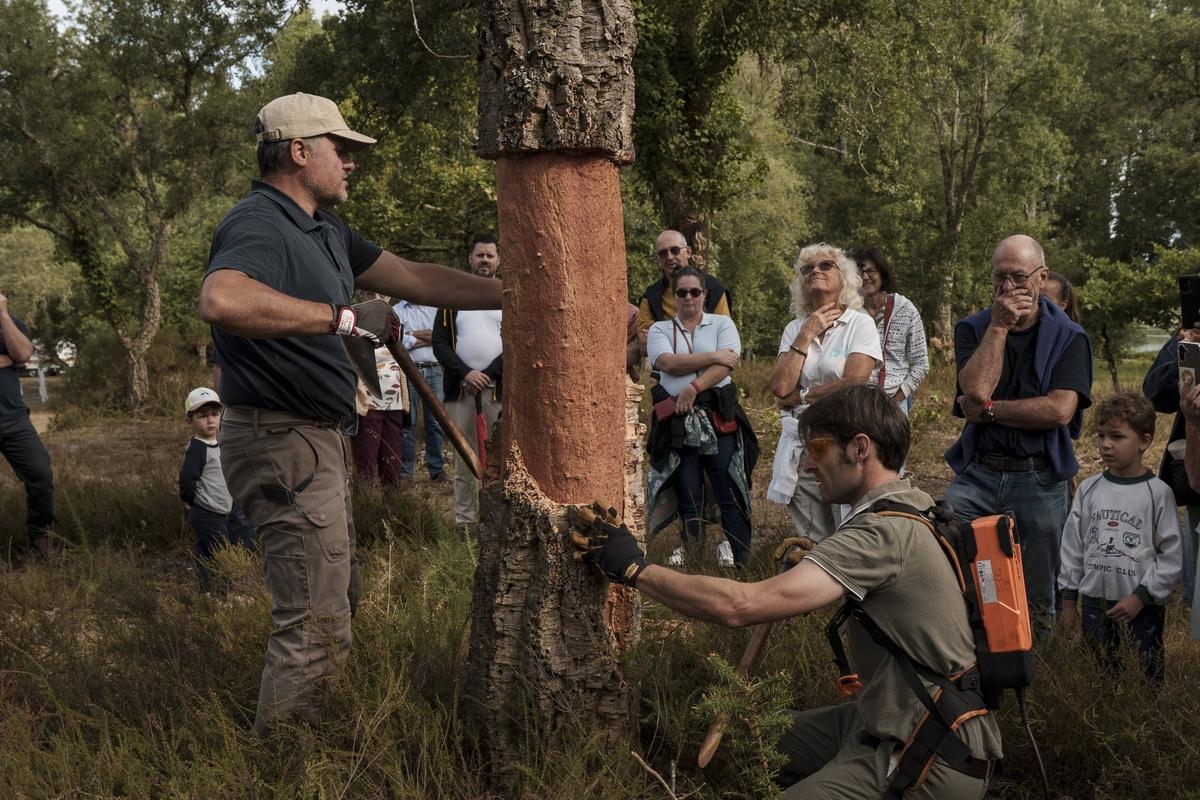 « Précision, dextérité et endurance » : la levée du chêne-liège bat son plein dans les Landes