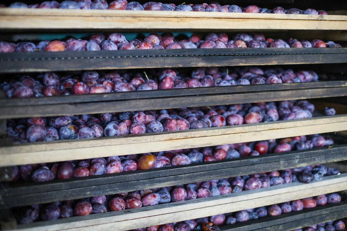 Cosecha de ciruelas: el clima ha afectado el volumen de producción