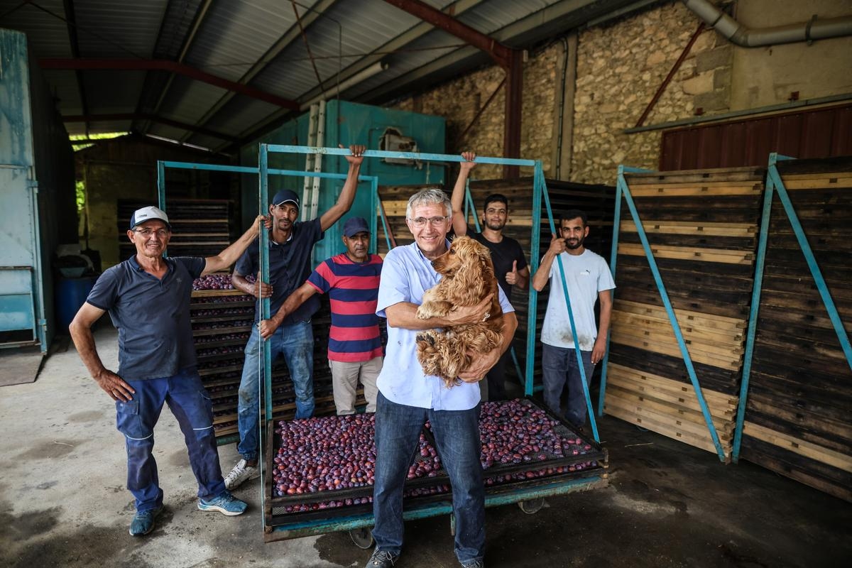 Lot-et-Garonne: La cosecha de ciruelas se ve afectada por el calor