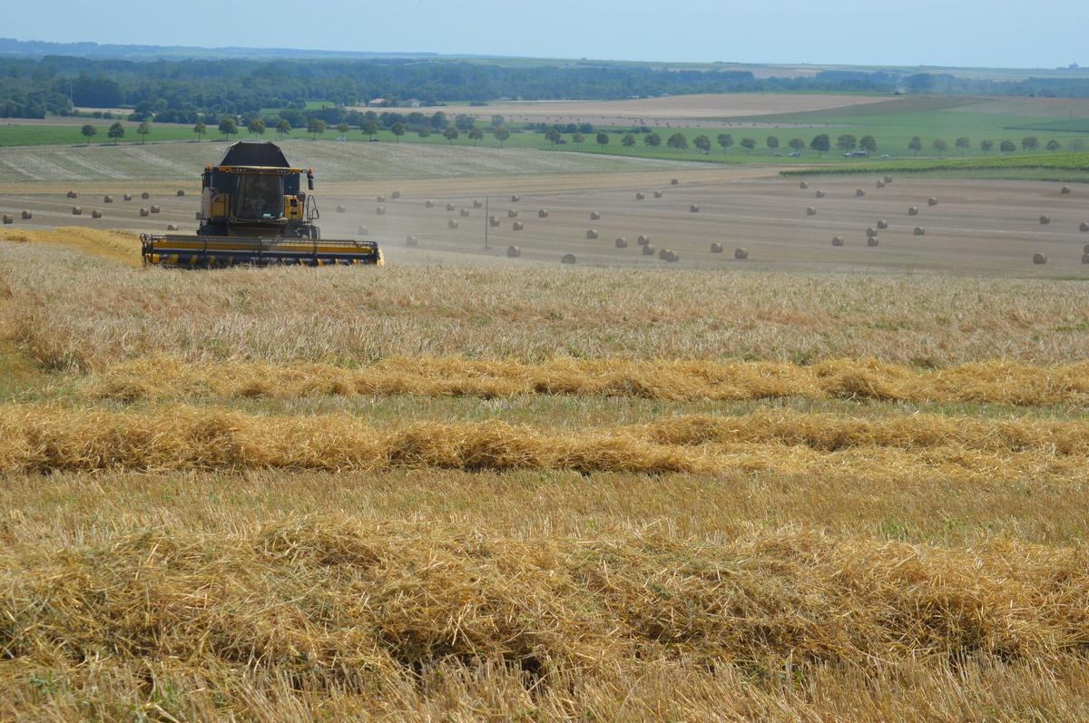 Zmiany klimatyczne: plony rolne ulegają coraz większym wahaniom, wynika z badania