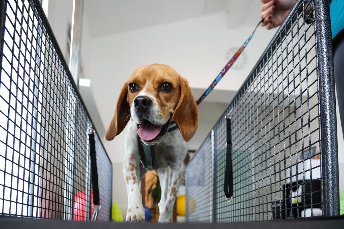 9 Kasım Pazar günü Pau ve Béarn'da nöbetçi eczaneler, hemşireler ve veterinerler