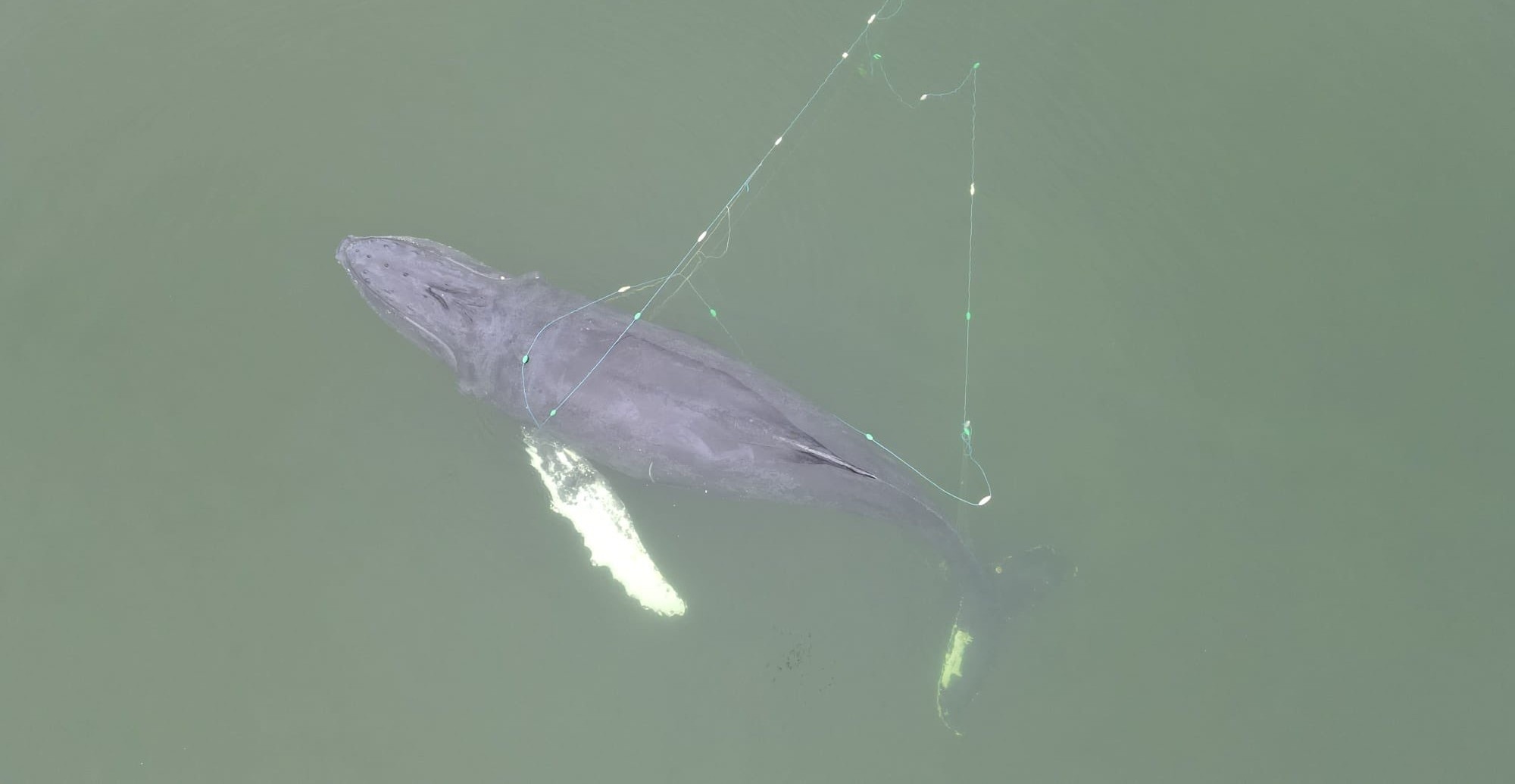 Liberan a una ballena jorobada de las redes de pesca en la costa báltica de Polonia