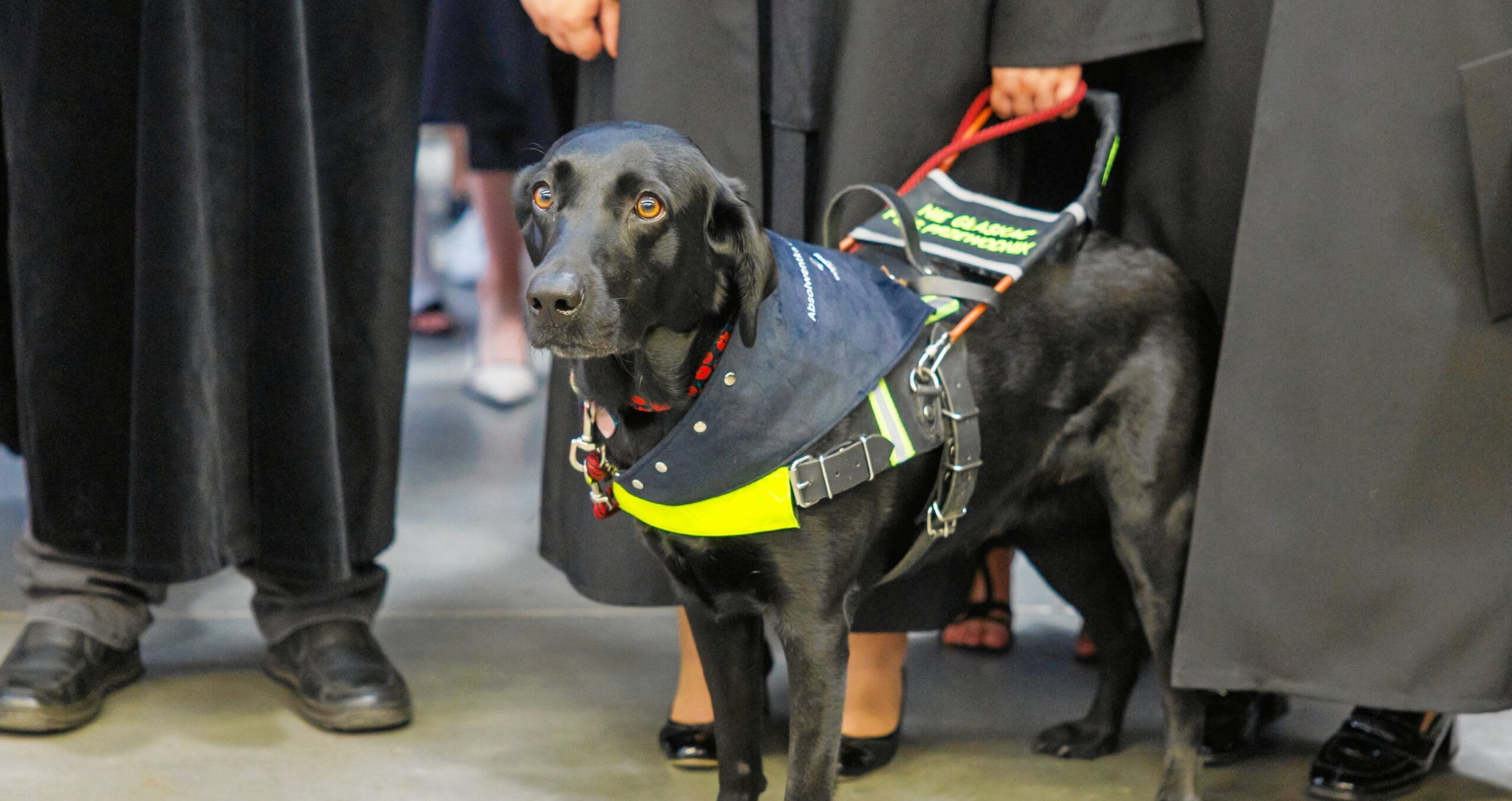 Il cane guida riceve un diploma onorario dall'università polacca
