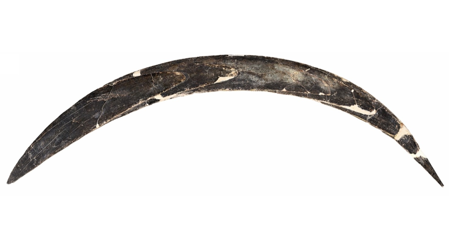 World’s oldest boomerang, found in Polish cave, even older than previously thought