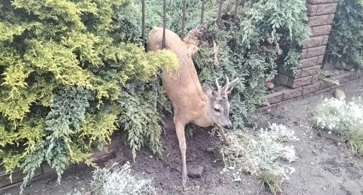 İtfaiyeciler bir geyiği kurtardı