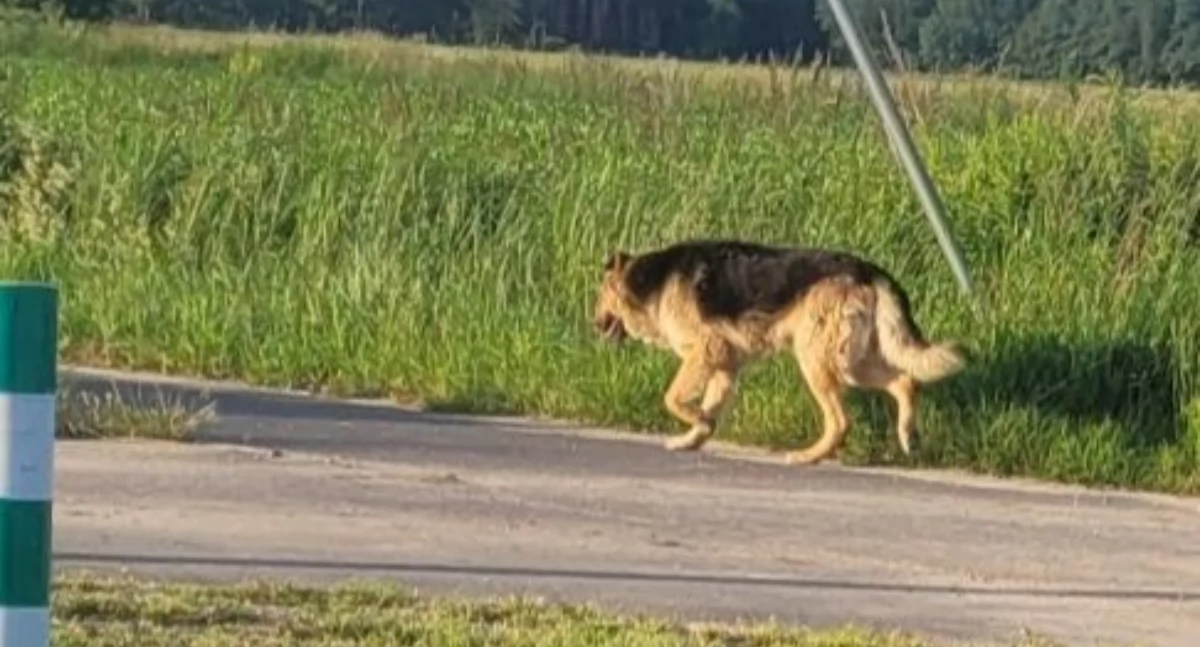 Owner wanted! Dog runs around Ligotka