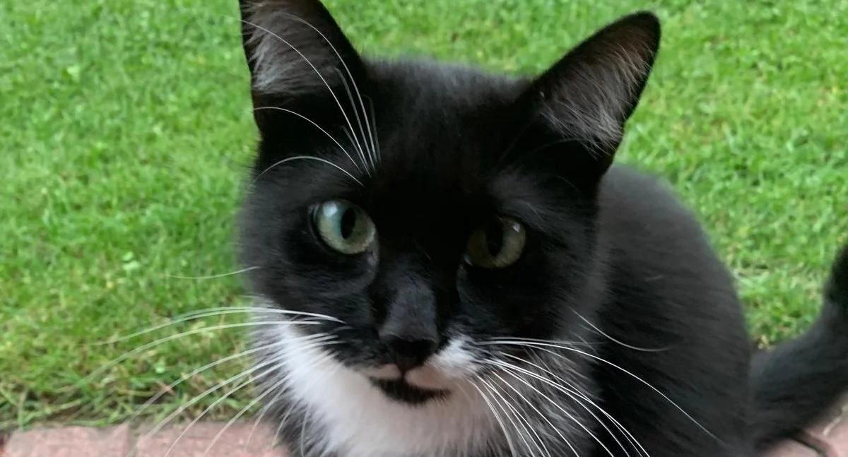 Dove sono i gatti? Hanno intrappolato animali che avevano un padrone, e i residenti vogliono indietro i loro amici pelosi.