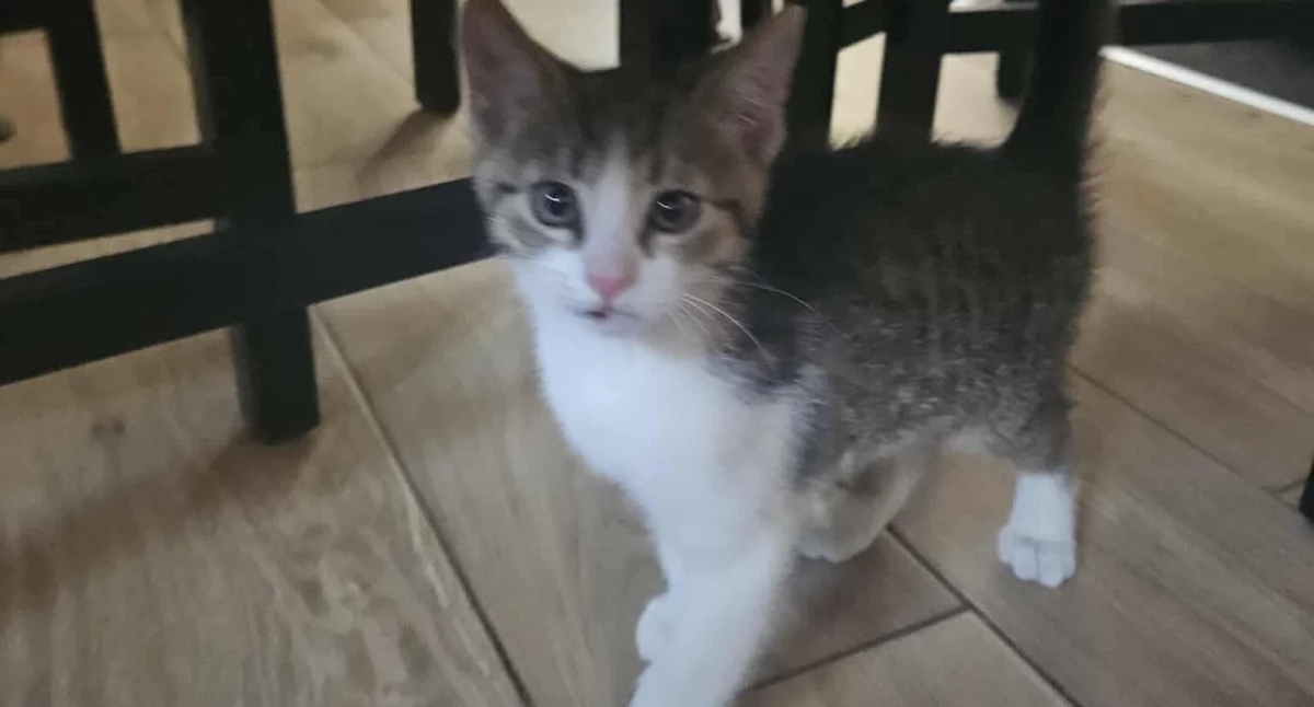 Minik yavru kedi yuva arıyor!