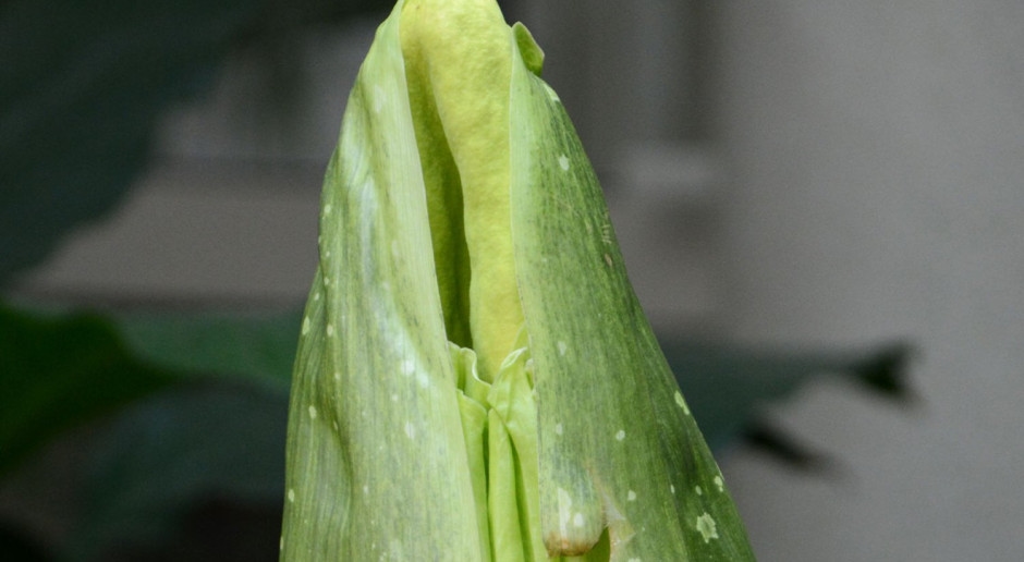 Een bijzonder fenomeen in de botanische tuin: voor de tweede keer in de geschiedenis bloeit een unieke bloem.