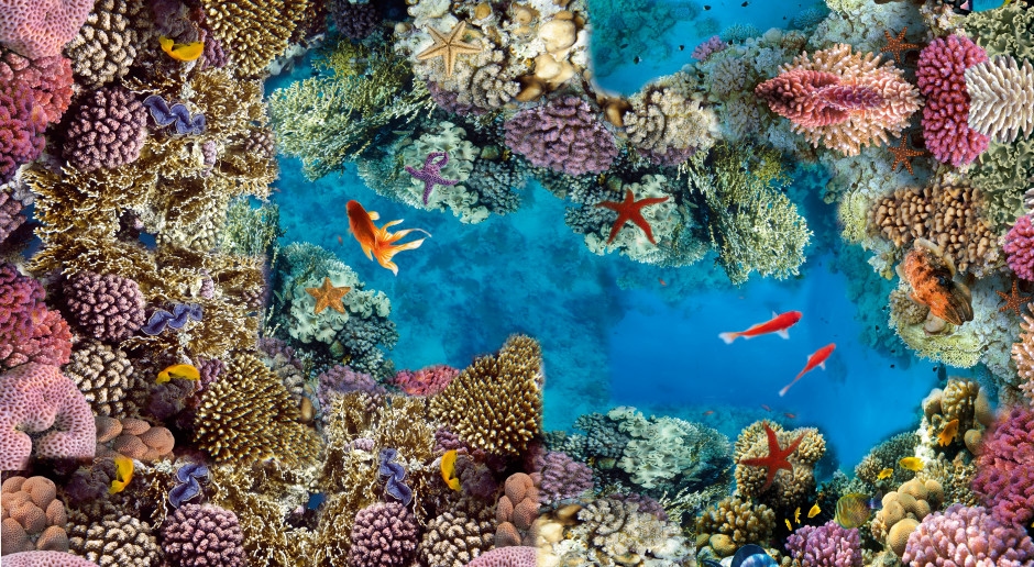 La Gran Barrera de Coral está en serios problemas. Nunca había estado tan mal.