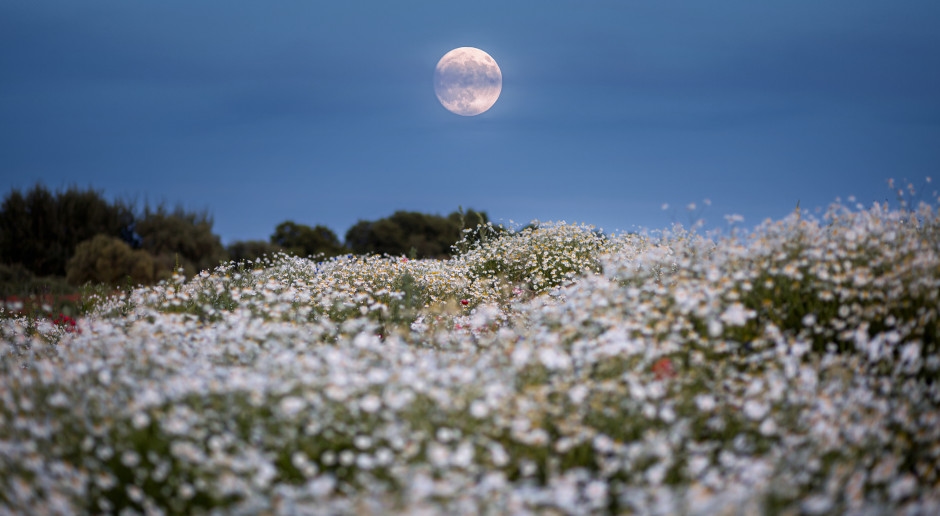 Se acerca la luna llena de agosto. Traerá consigo una batalla entre dos signos del zodíaco.