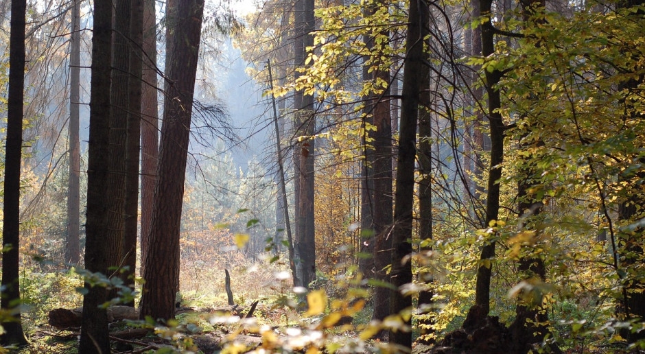 Bugün Milli Parklar Günü. Bunlardan 23 tanesi Polonya'da [HARİTA]