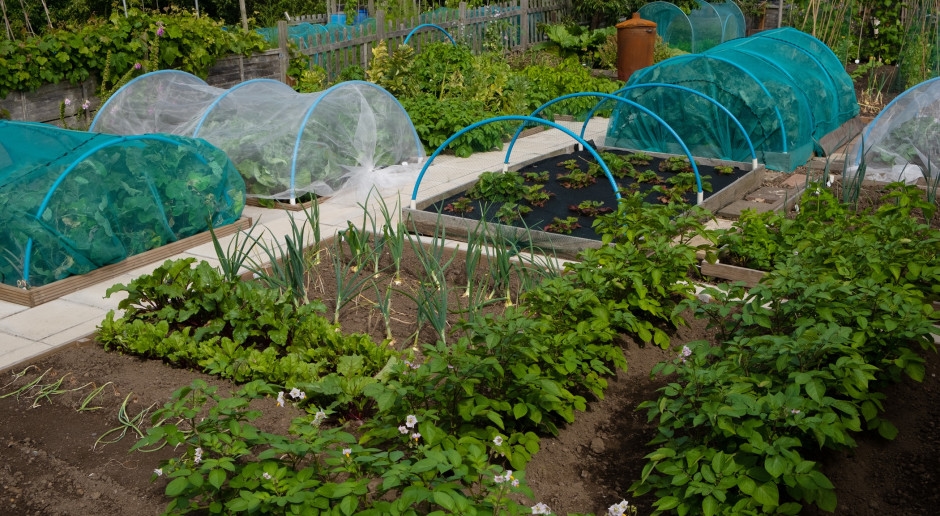 Cultivation of these plants is prohibited in Poland. Fine or imprisonment