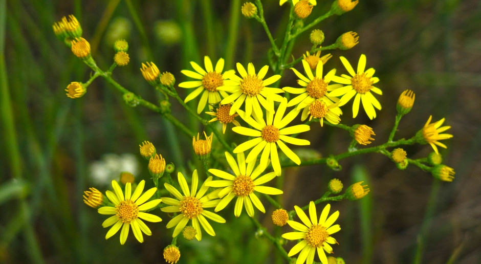 De "bloem des doods" van Poolse weiden. Veroorzaakt veranderingen in de longen en lever.