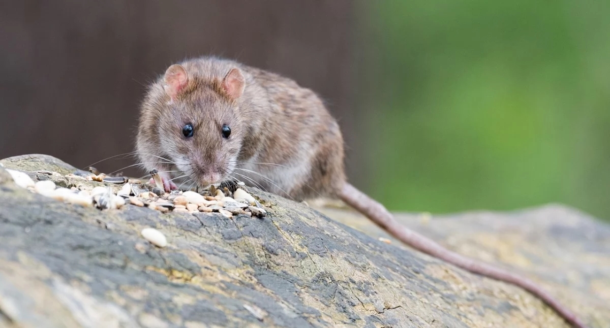 Rats in cities are not just a sanitary problem. They can carry deadly infections.