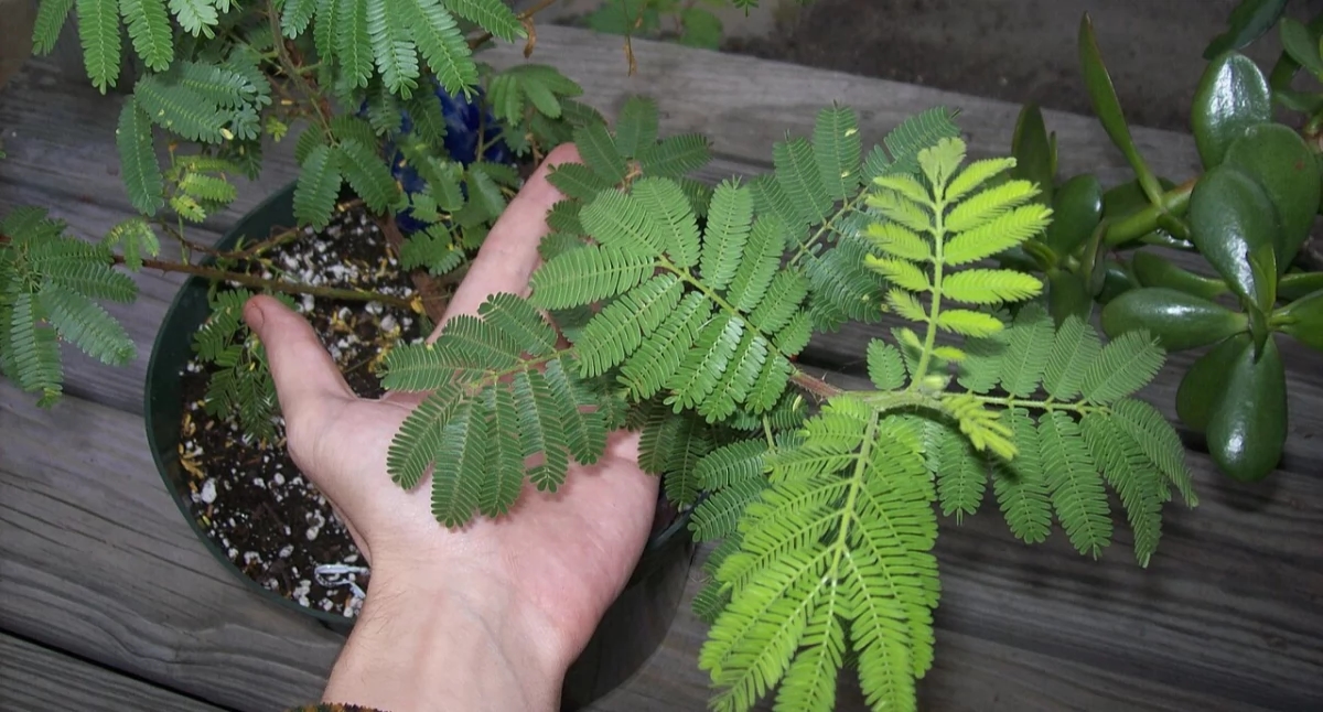 Brazilian plant jurema preta effective in fighting depression. "We have patients who have significantly improved"