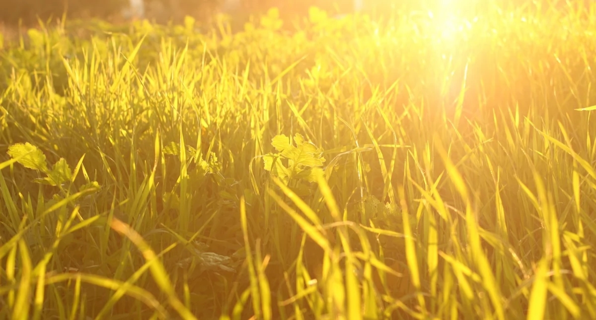 La luce del giorno stimola i nostri globuli bianchi e rafforza il sistema immunitario.