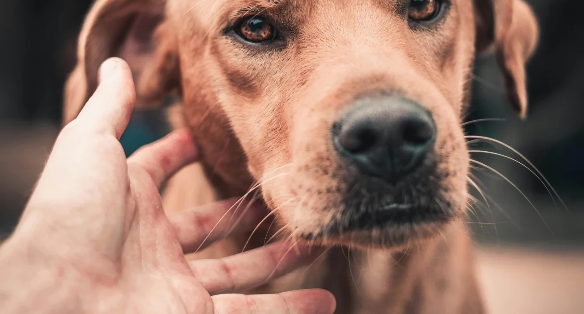 Disease-Detecting Dogs: Canine Smell – the Most Powerful Diagnostic Tool for Parkinson's Disease