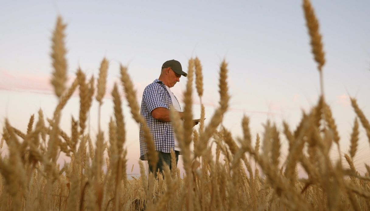 Trigo italiano em crise devido às importações e aos baixos preços
