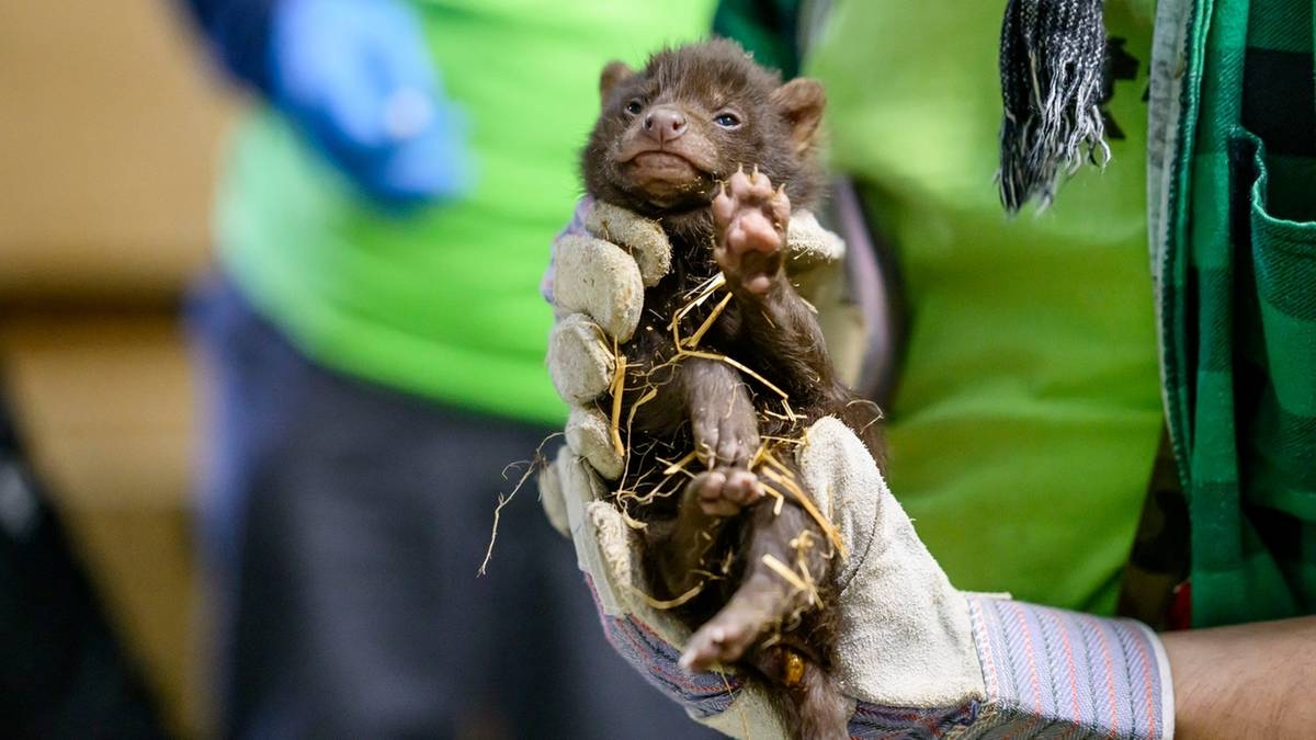 Een buitengewone gebeurtenis in de dierentuin van Łódź. Drie packers werden geboren