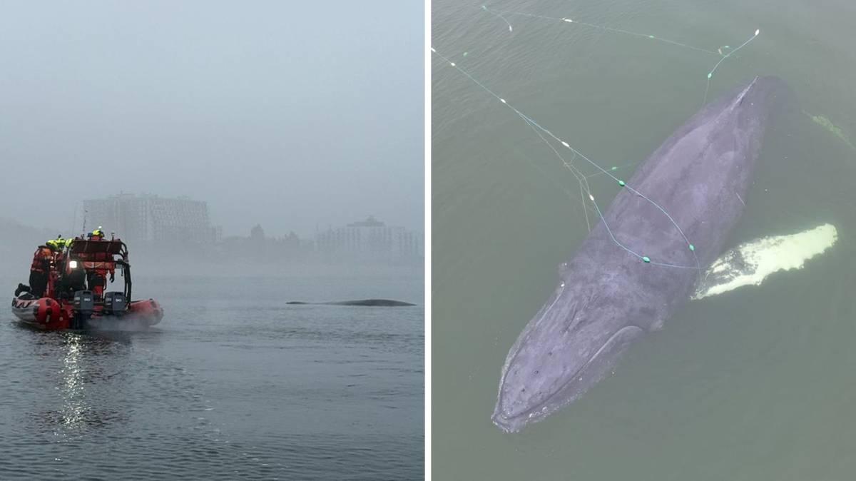 Une baleine à bosse est apparue près du rivage à Międzyzdroje. Opération de sauvetage en mer Baltique